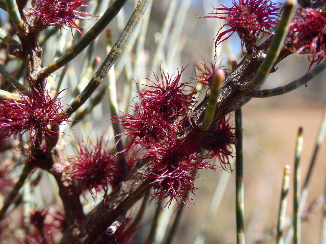 Boyagin Rock Nature Reserve-Pingelly必去景点
