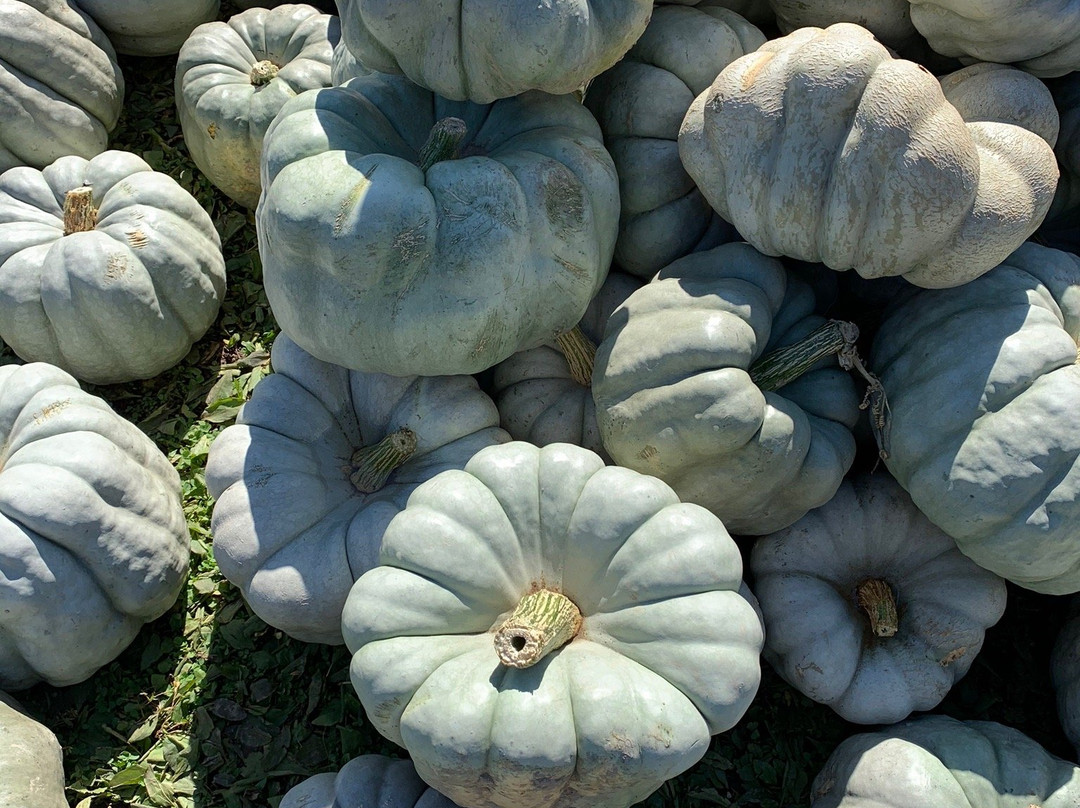 Beasley's Orchard and Gardens-Danville必去景点