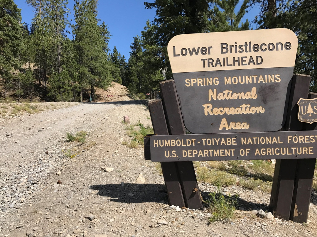 Bristlecone Trail