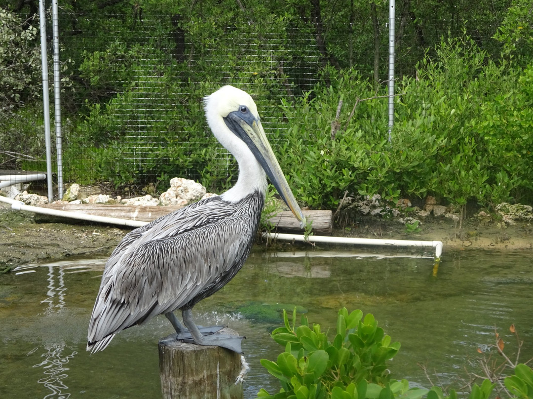 Florida Keys Wild Bird Rehabilitation Center景点图片