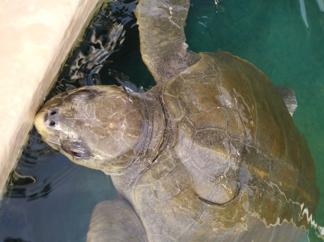 Projeto Tamar-Arembepe必去景点