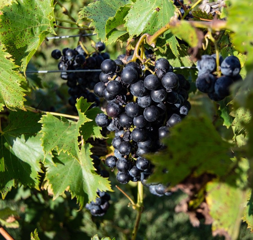 Twin Oaks Vineyard & Winery景点图片