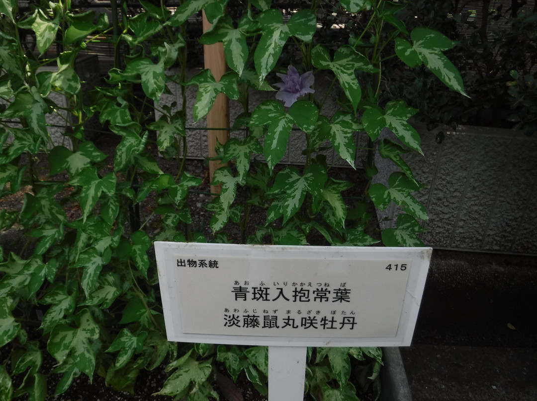 Kurashino Botanical Garden-佐仓市必去景点