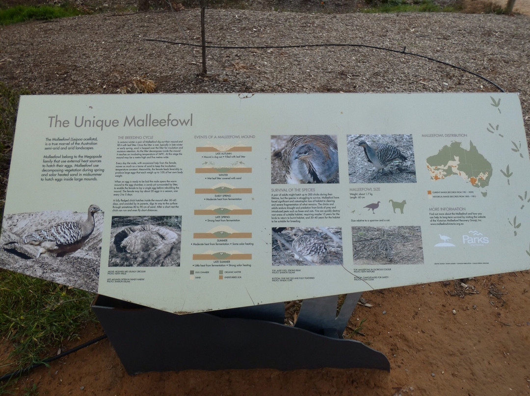 Mallee Hen Sculptures-Patchewollock必去景点