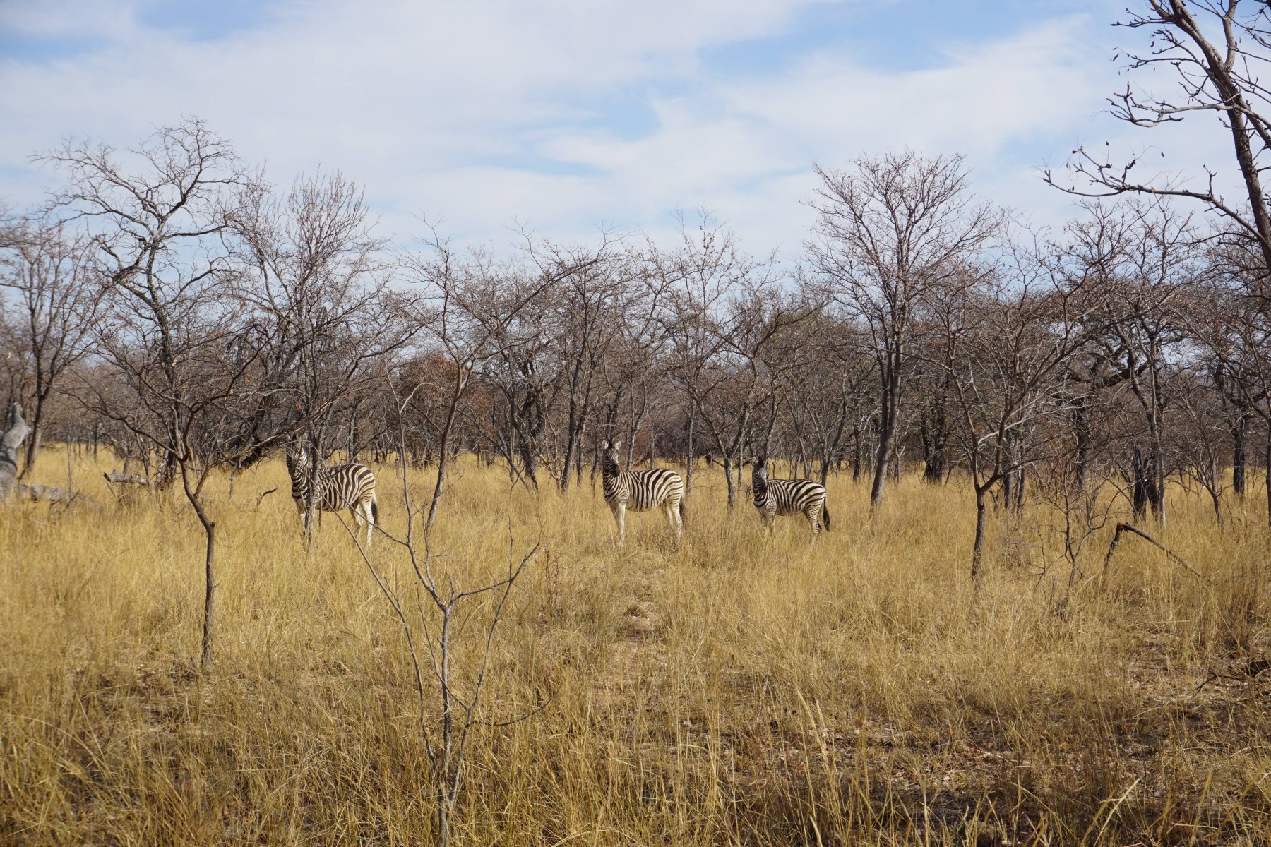 Olievenhoutsrus Guest & Game Farm-官方