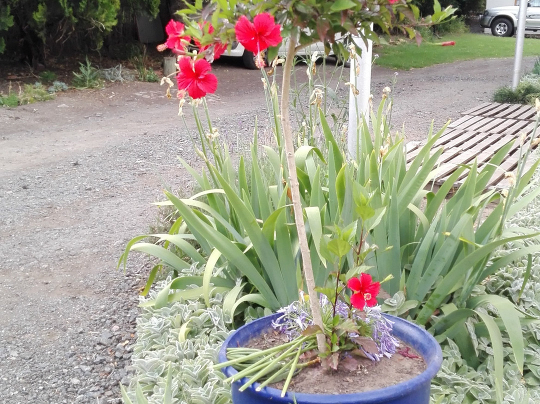 Altenburgh Accommodation主图