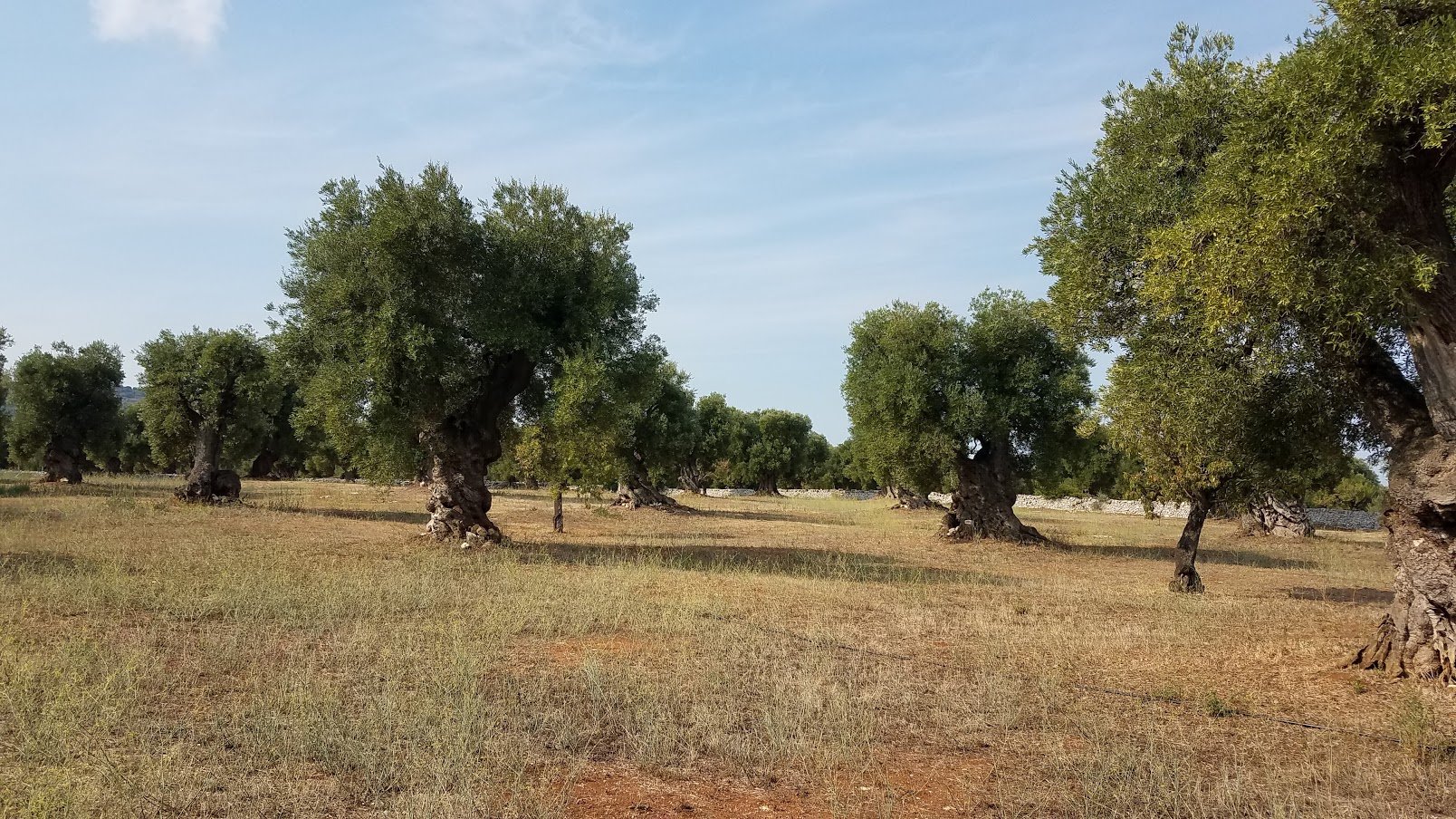 Masseria Brancati-官方