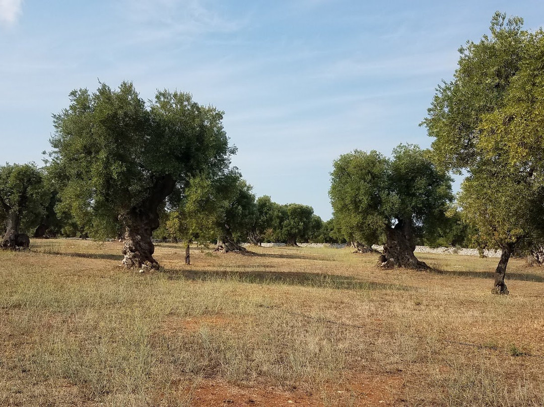 Masseria Brancati主图