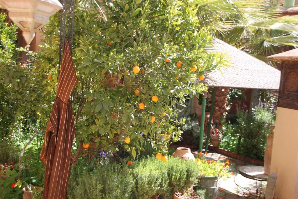 Riad Dades Birds - Lodge & Birding主图