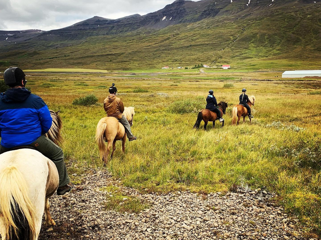 Skorrahestar - Riding Tours-内斯克伊斯塔泽必去景点