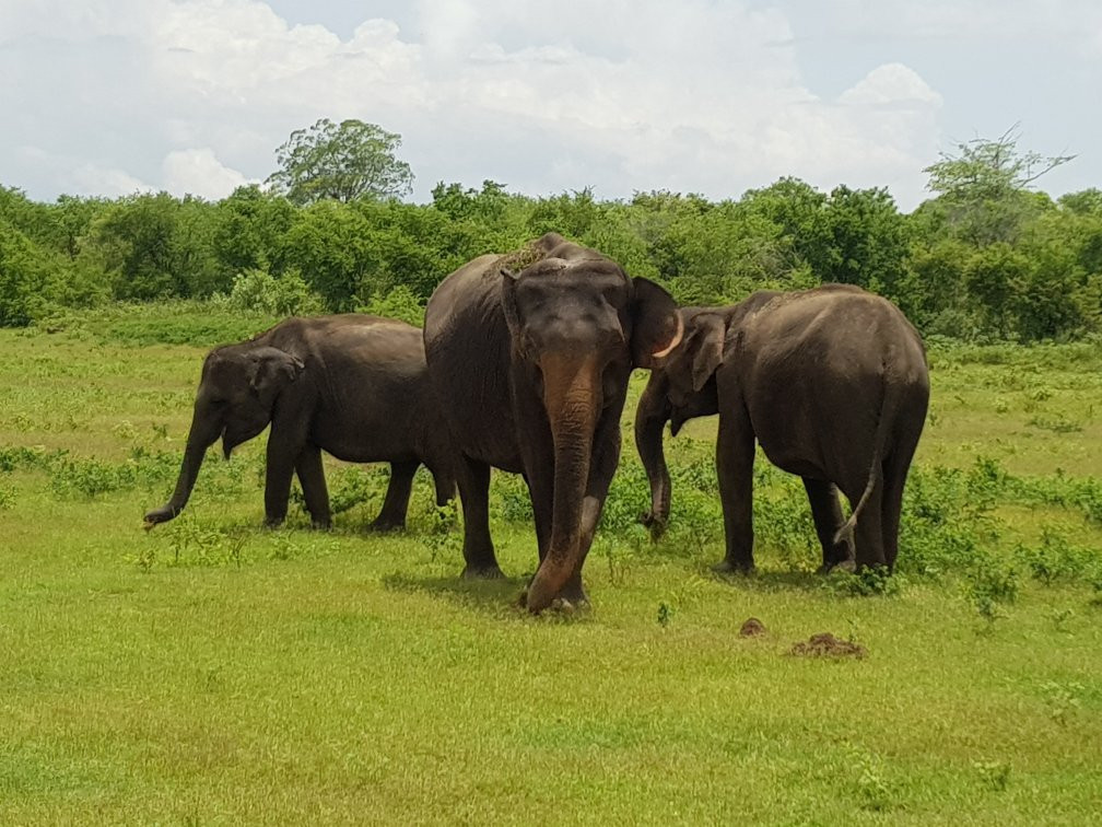 乌达瓦拉维国家公园-乌达瓦拉维国家公园必去景点