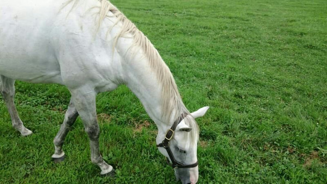 Big Red Farm-新冠町必去景点