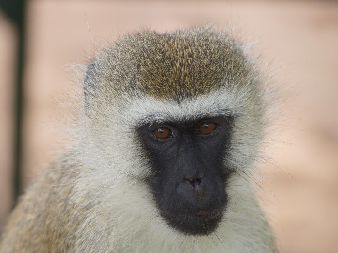 Hakuna Matata Expeditions-阿鲁沙必去景点