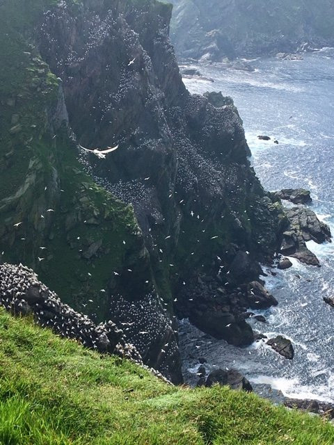 Shetland Nature景点图片