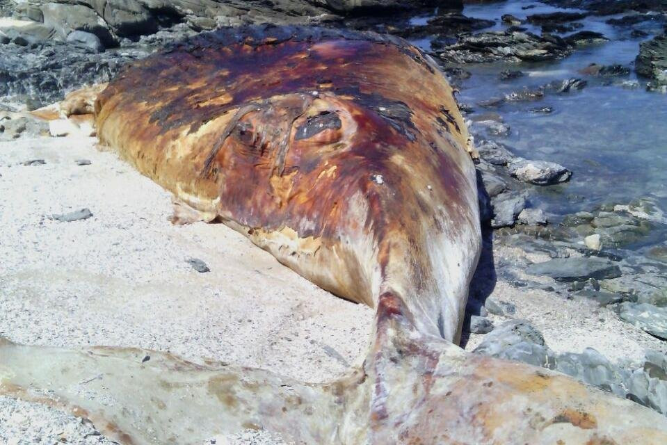 Guided Marine Tours - Port Elizabeth, South Africa-伊丽莎白港必去景点