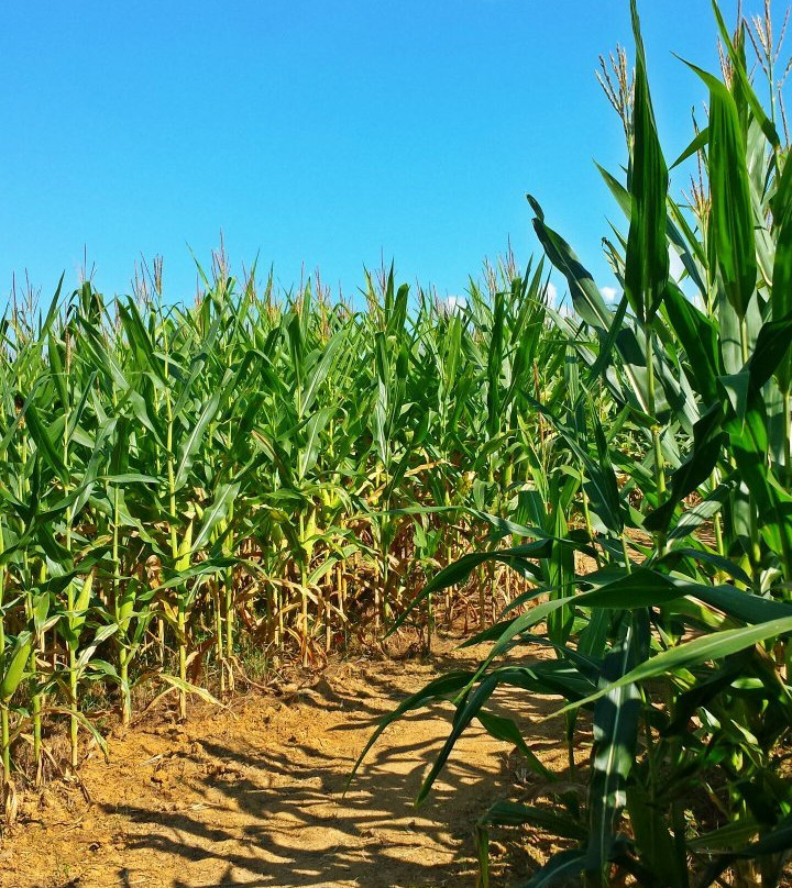 Oakes Farm Corn Maze-Corryton必去景点