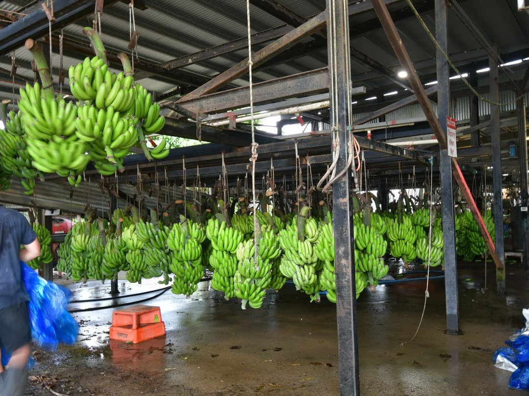 Banana Farm Tours景点图片