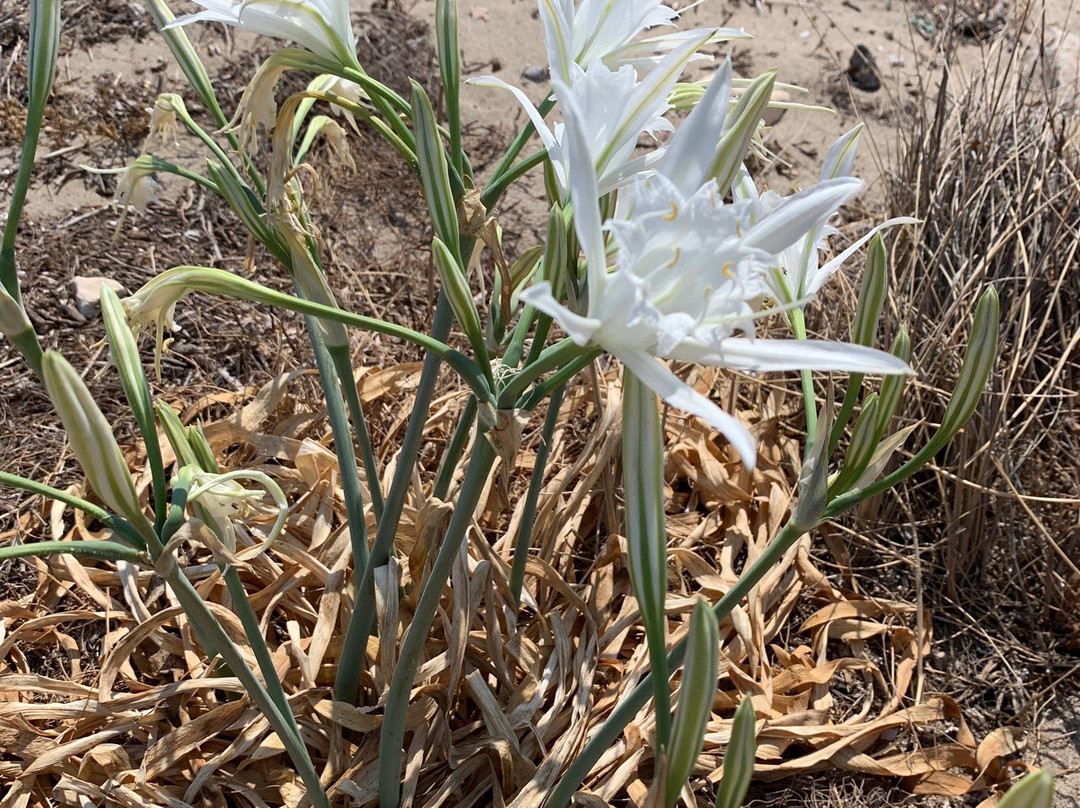 Lioliou Beach-Schinoussa必去景点