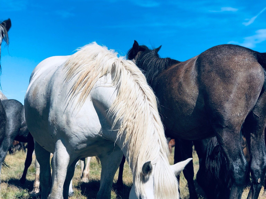WILD HORSES PHOTO SAFARI Livno景点图片