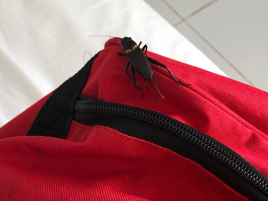 Djerba Les Dunes主图