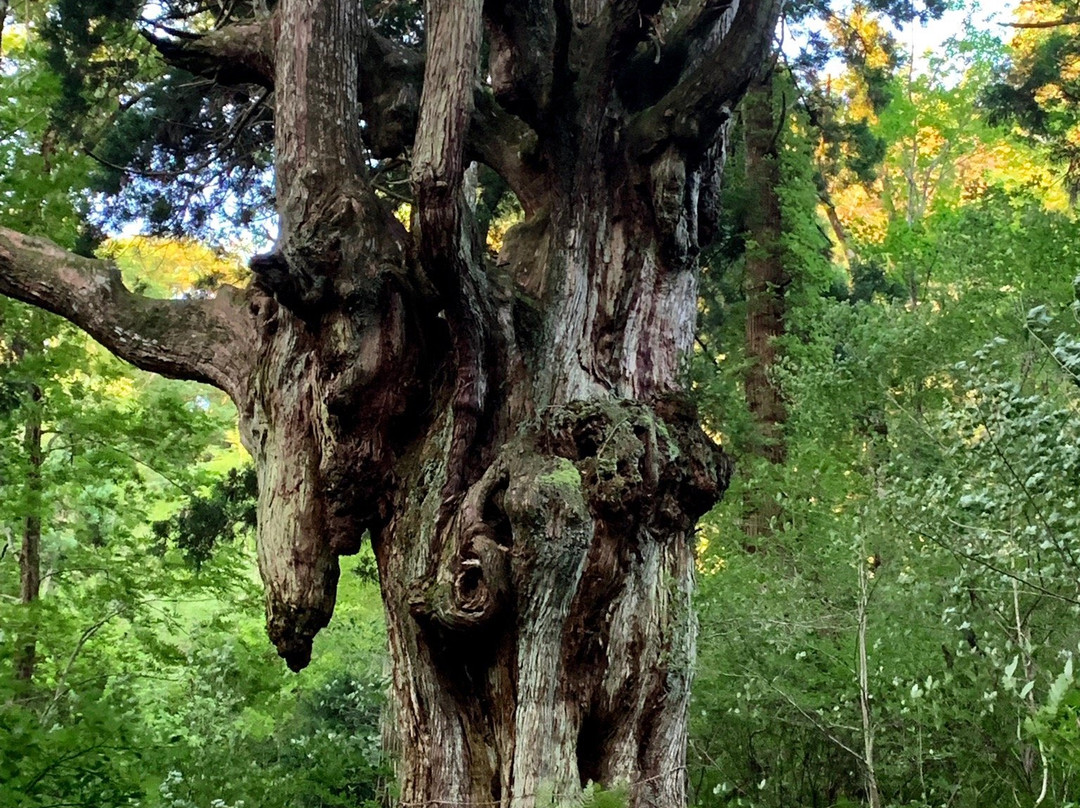 Iwakura no Chibusa Sugi-隐岐之岛町必去景点