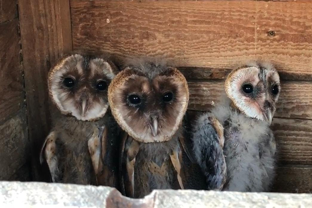 Penthea.org-布拉格必去景点