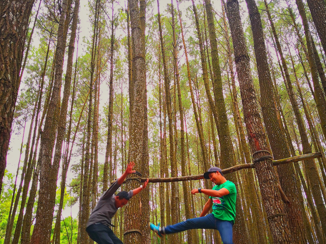 Imogiri Pine Forest-Imogiri必去景点