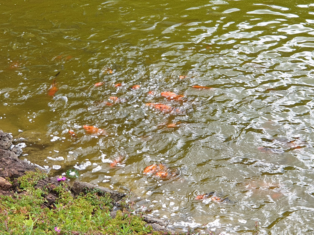 Evolve Back, Kabini主图