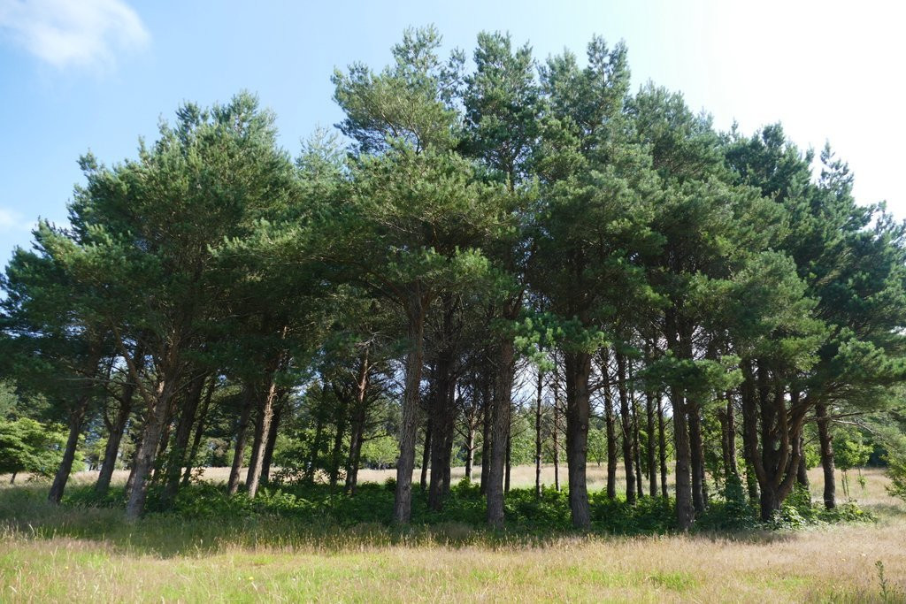 Tynwald National Park and Arboretum