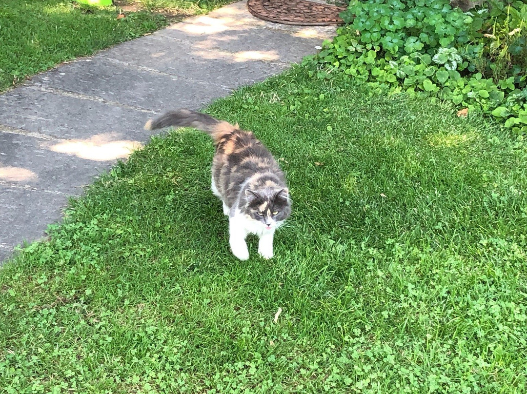 Il Gelso Bianco主图