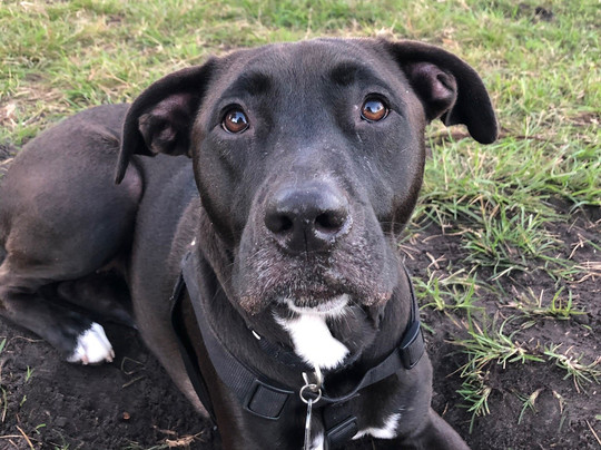 Barkland Dog Park-Parkland必去景点