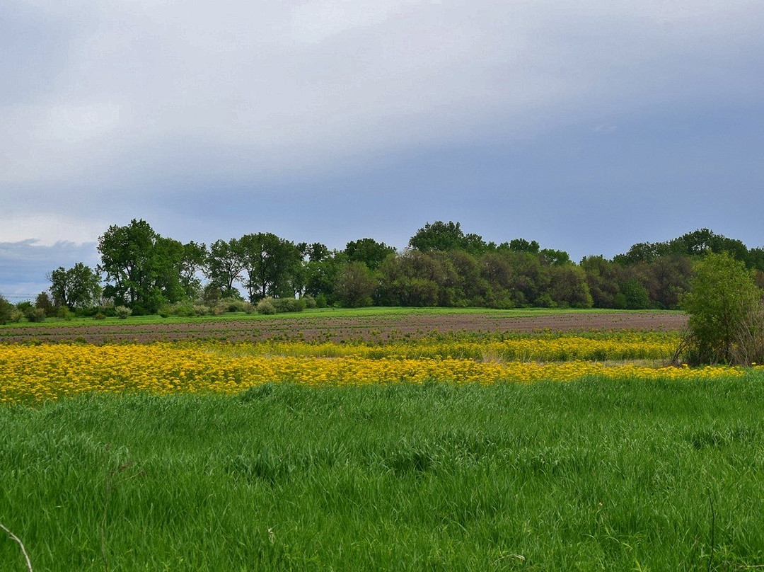 Midewin National Tallgrass Prairie景点图片