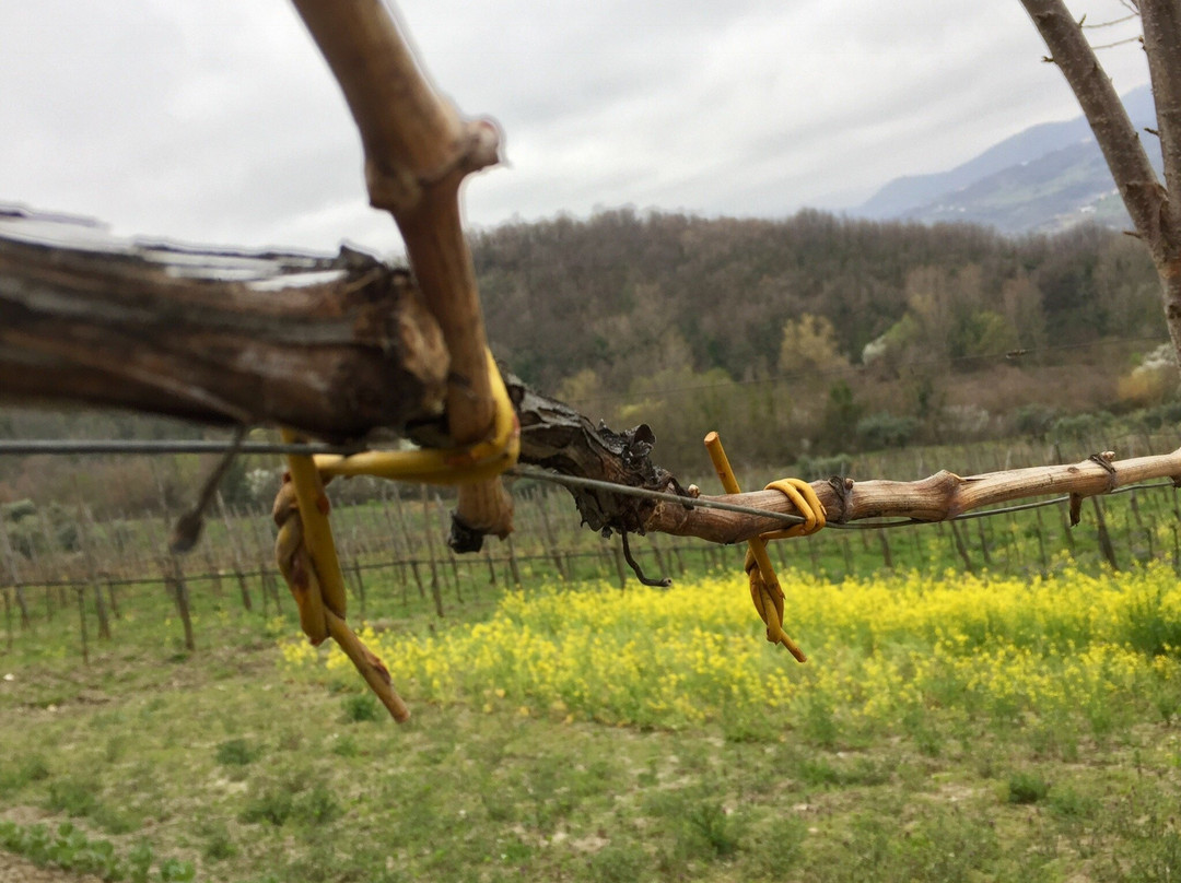 Azienda Agricola Boccella景点图片