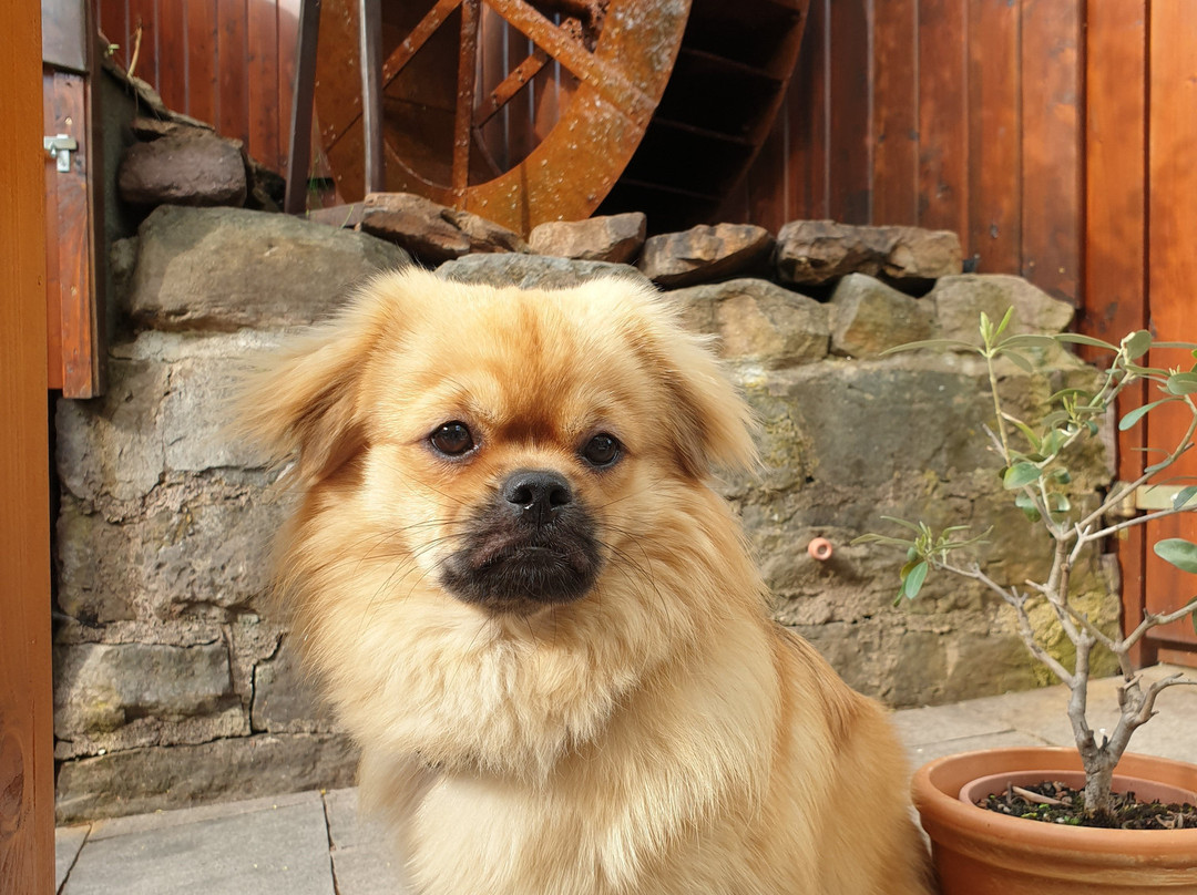 Romantik Hotel Rindenmuehle主图