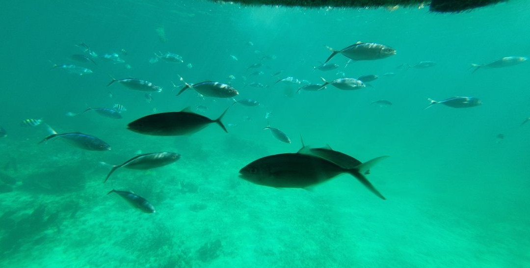 Seaworld Explorer-拿骚必去景点