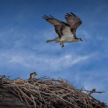 Assateague Tours-钦科蒂格岛必去景点