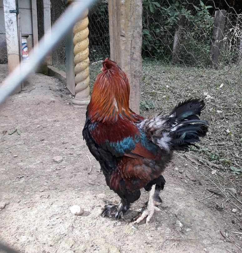 Hotel Fazenda Mangalarga主图