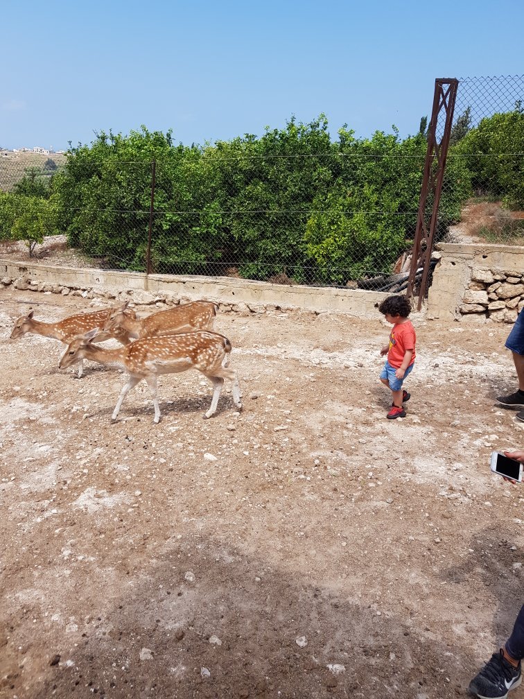 Al-Yasmine Guesthouse-官方