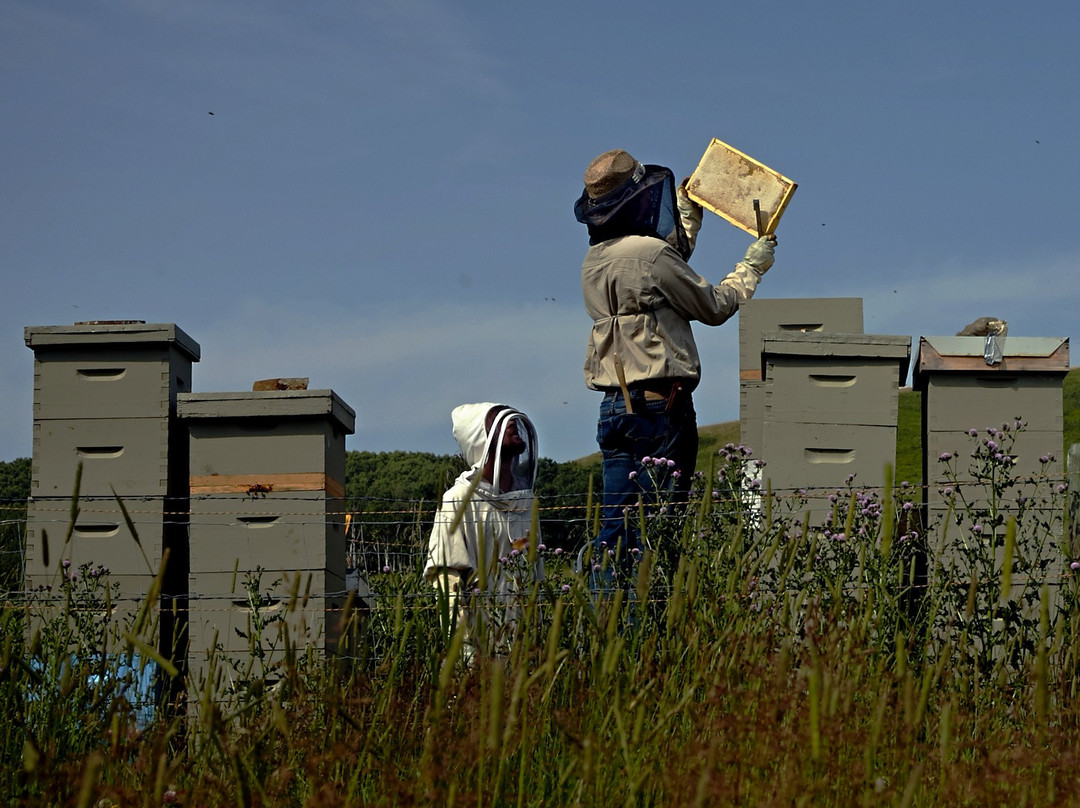 Spirit Hills Honey Winery景点图片