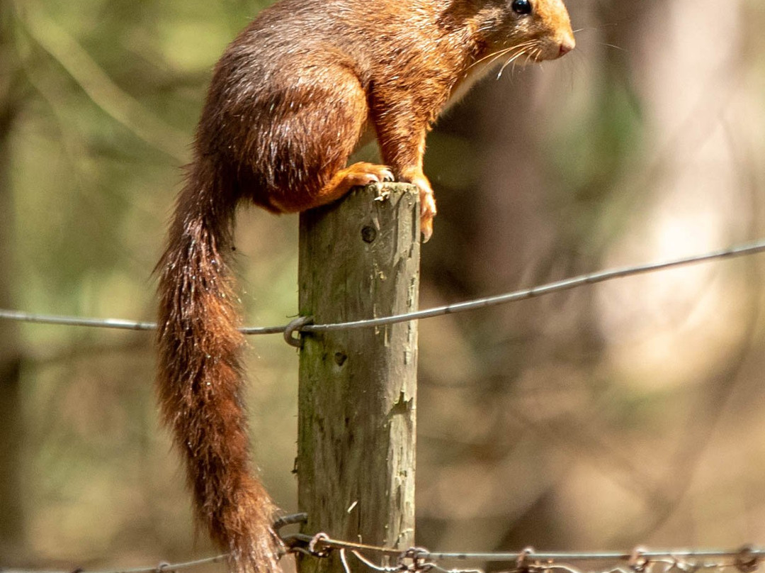Formby Red Squirrel Reserve景点图片