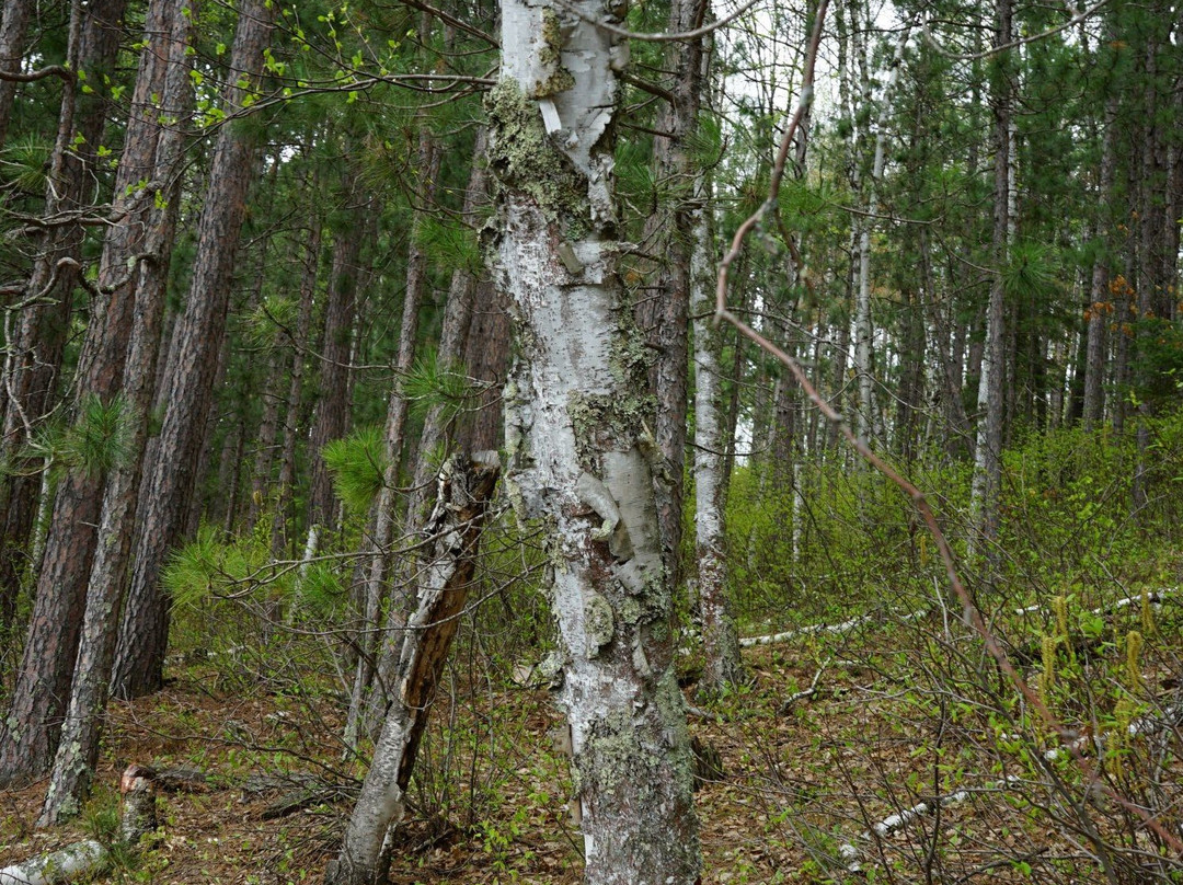 McCarthy Beach State Park景点图片