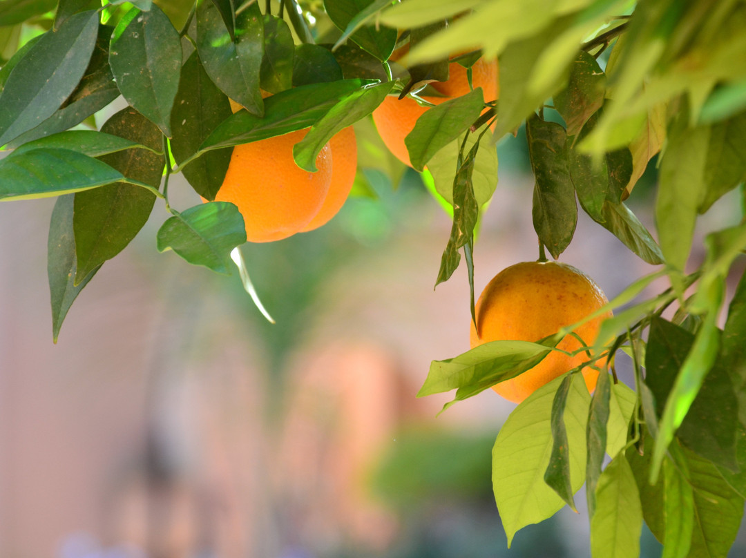 Riad Jnane Ines主图