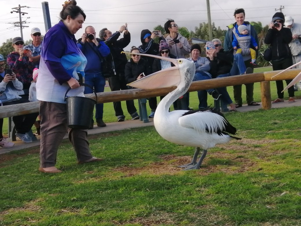 Kalbarri Pelican Feeding景点图片