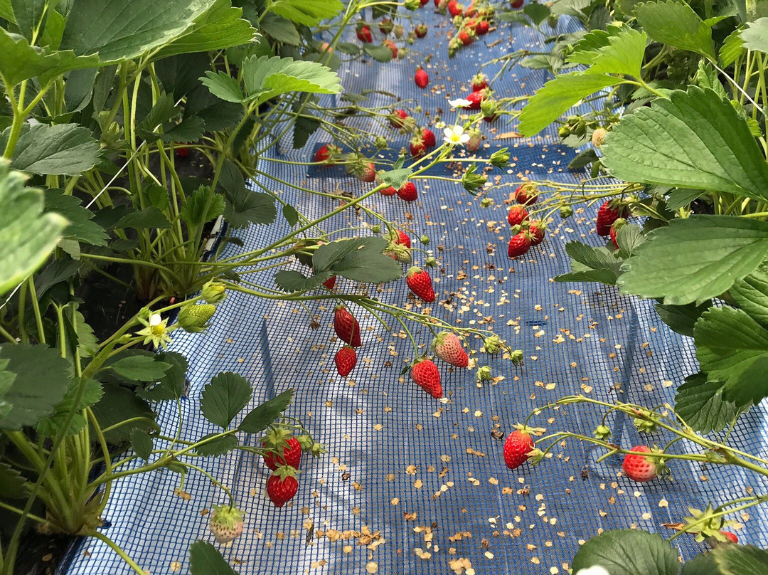 GrandBerry-八尾市必去景点