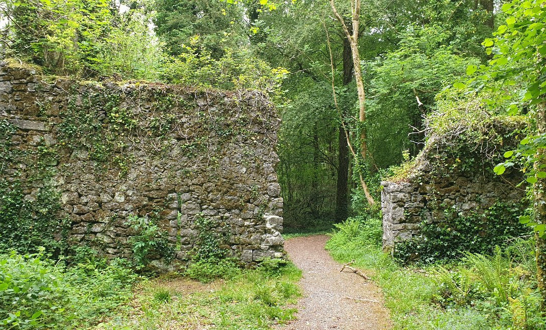 Dromore Wood Nature Reserve-恩尼斯必去景点