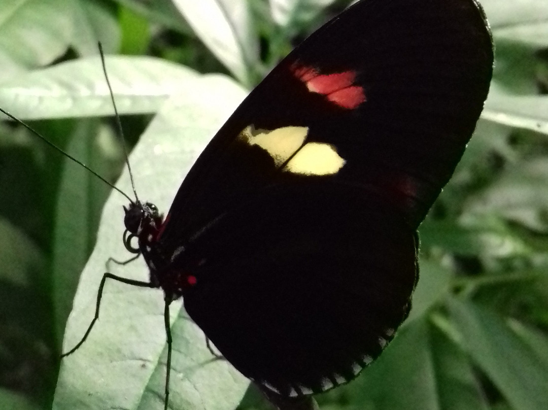 Butterfly World and Fountain World-Wootton必去景点