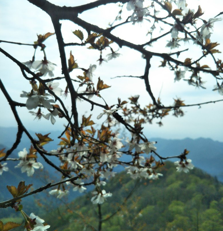 Mt. Tanzawa景点图片