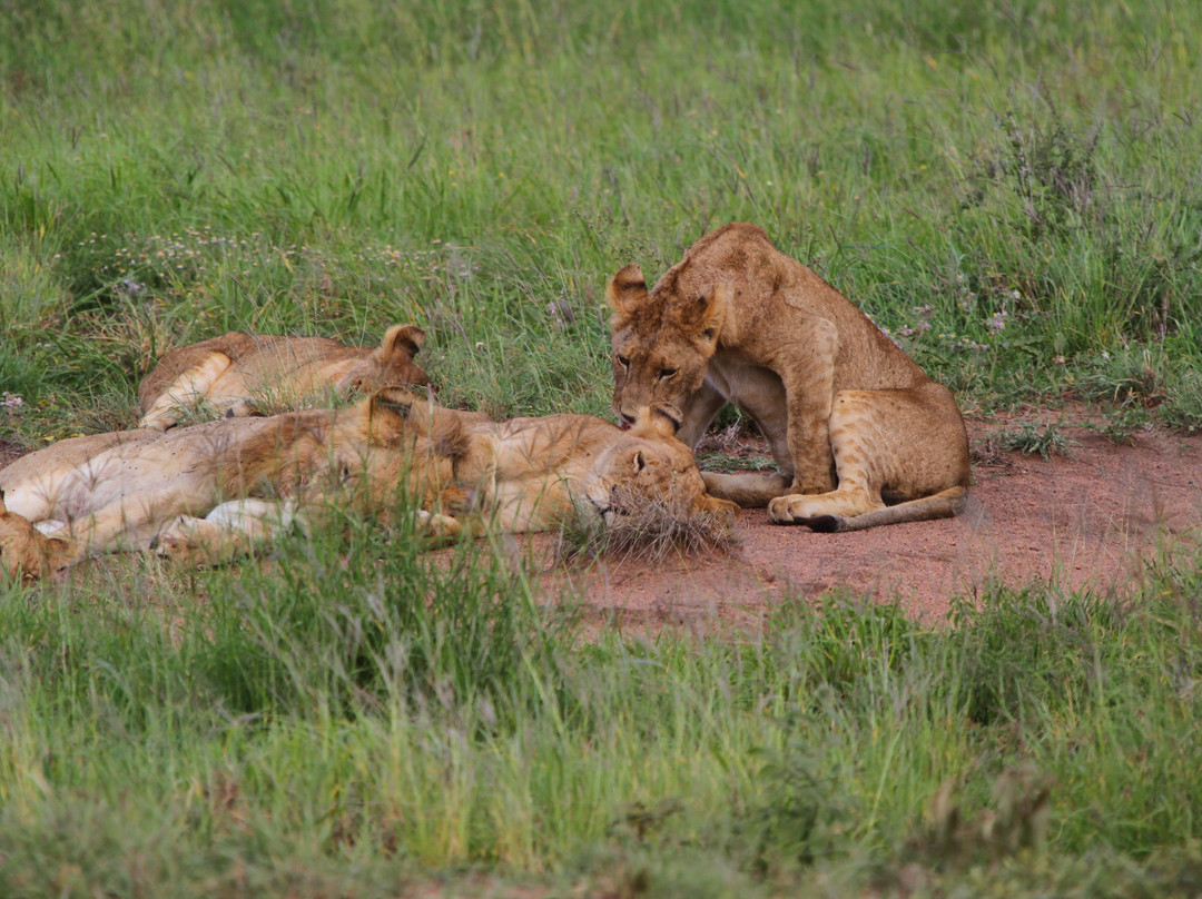 Katambuga Expedition-阿鲁沙必去景点
