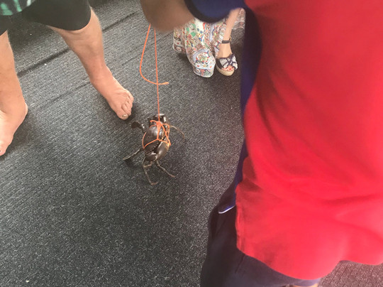 Cairns Catcha Crab-凯恩斯必去景点