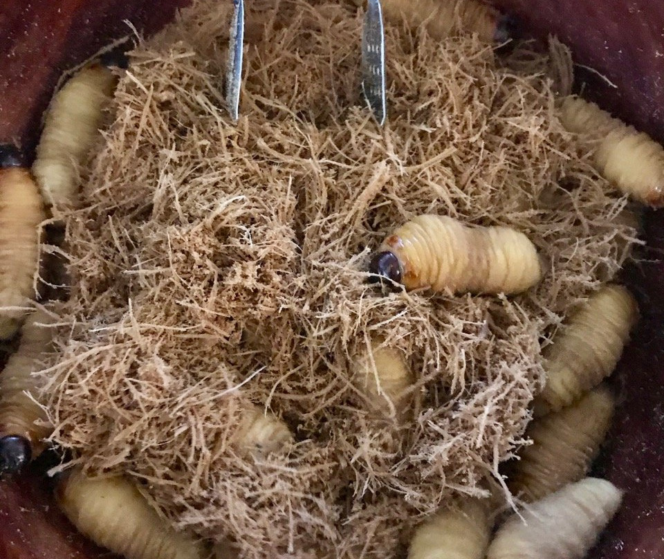 Waira Suites Hotel主图